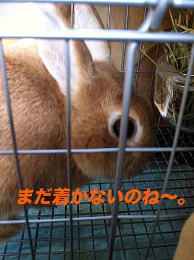 51のコピー