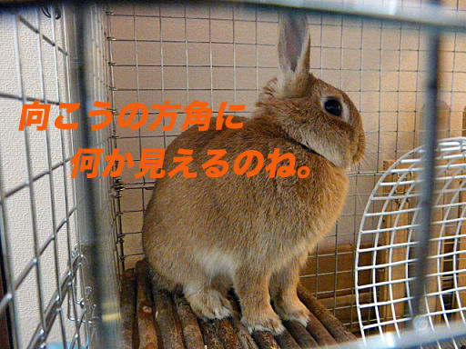 P1130219のコピー