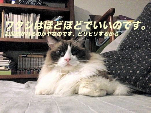 23のコピー