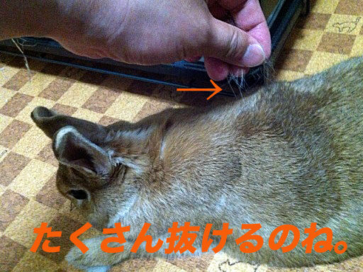 IMG_7870のコピー