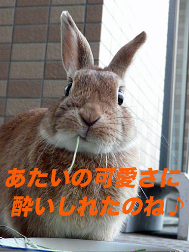 P1150580のコピー