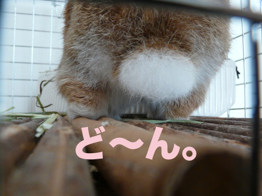 P1050559のコピー