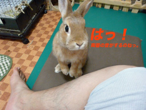 P1140509のコピ