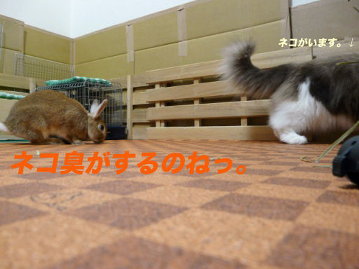 P1150316のコピ