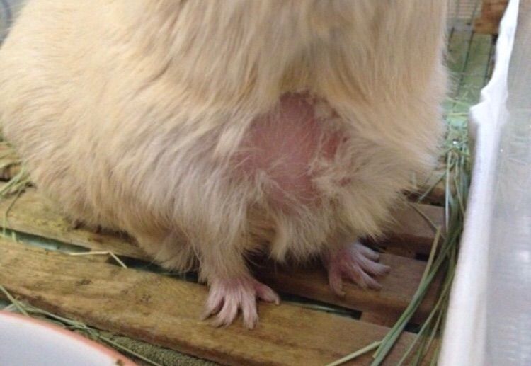 モルモットの嚢胞性卵巣