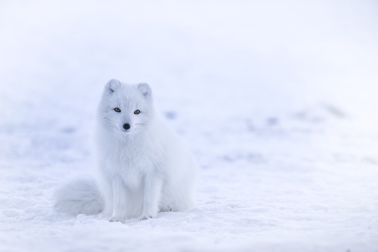 フワもこキュートから鋭い野生の一瞬まで 美しい雪と動物の写真10選 Part2 Stacked 美しい写真の世界