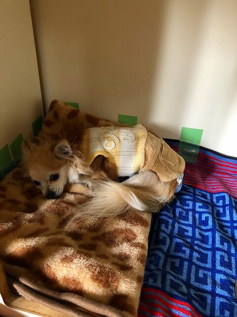 リハビリちう