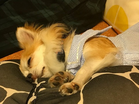 正式譲渡