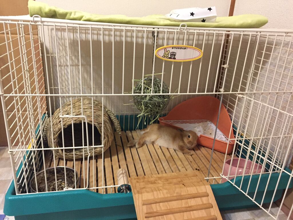 うさぎ チヌベイの落とし込み釣り時々嫁との戦い うさぎ チヌベイの落とし込み釣り時々嫁との戦い