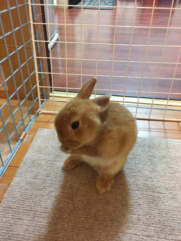 うさぎ チヌベイの落とし込み釣り時々嫁との戦い うさぎ チヌベイの落とし込み釣り時々嫁との戦い