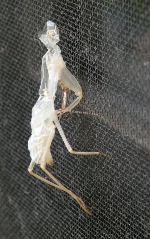 カマキリの抜け殻見つけました わたしの定年漂流 カマキリの抜け殻見つけました わたしの定年漂流