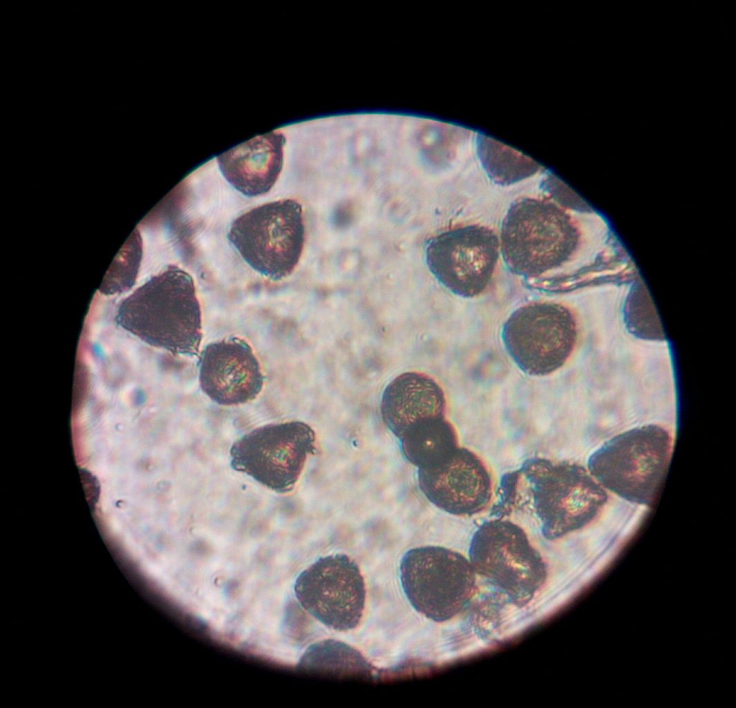 18年03月10日 みどりの搭乗員