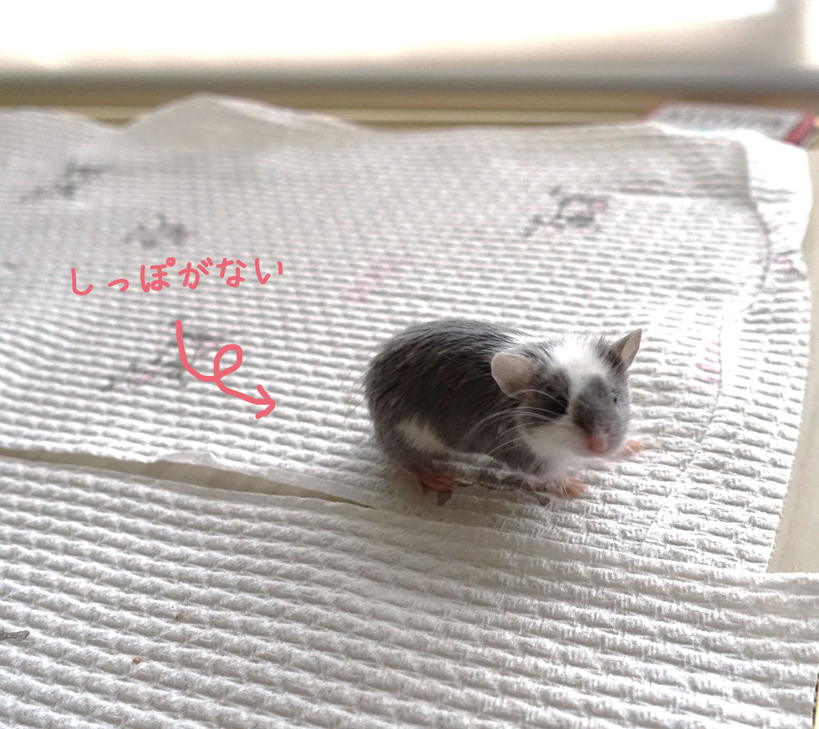 マンクス マウスとは こねずみチャッピーの物語