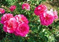 20091020roses 020