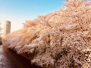 sakura2018032702