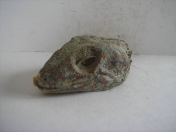 missingu2780-img600x450-1335134554dhrlxy81184