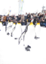 ペンギンくんの行進の2