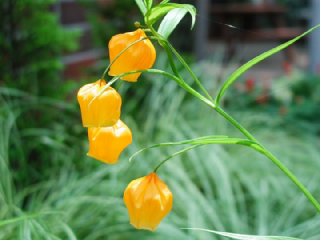 サンダーソニア さんだーそにあ の花言葉 花ことば はなことば 花言葉の贈り物 花言葉が届けるあなたの想い