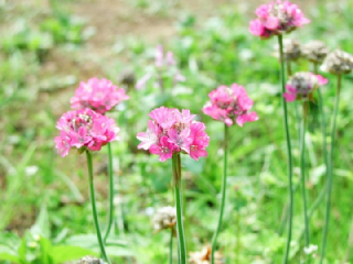 ３月の花 花言葉 花言葉の贈り物 花言葉が届けるあなたの想い