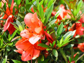 サツキ 皐月 の花言葉 花ことば はなことば 花言葉の贈り物 花言葉が届けるあなたの想い