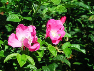 ハマナシ はまなし 浜梨 の花言葉 花ことば はなことば 花言葉の贈り物 花言葉が届けるあなたの想い