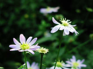 ミヤコワスレ 都忘れ の花言葉 花ことば はなことば 花言葉の贈り物 花言葉が届けるあなたの想い