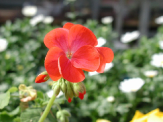 ゼラニウムの花言葉 花ことば はなことば 花言葉の贈り物 花言葉が届けるあなたの想い