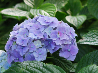 あじさい 紫陽花 アジサイ の花言葉 花ことば はなことば 花言葉の贈り物 花言葉が届けるあなたの想い あじさい 紫陽花 アジサイ の花言葉 花ことば はなことば 花言葉の贈り物 花言葉が届けるあなたの想い