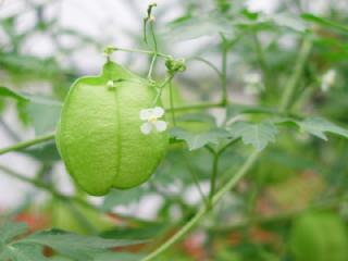 フウセンカズラ 風船蔓 の花言葉 花ことば はなことば 花言葉の贈り物 花言葉が届けるあなたの想い