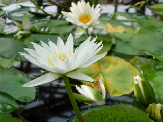 スイレン 睡蓮 の花言葉 花ことば はなことば 花言葉の贈り物 花言葉が届けるあなたの想い