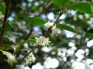 ヒイラギ 柊 の花言葉 花ことば はなことば 花言葉の贈り物 花言葉が届けるあなたの想い