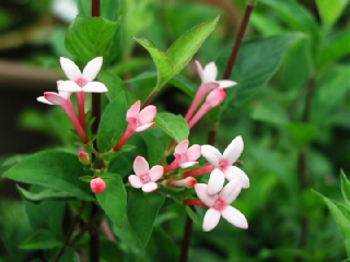 ブバルディアの花言葉 花ことば はなことば 花言葉の贈り物 花言葉が届けるあなたの想い