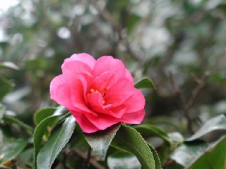 寒椿 かんつばき カンツバキ の花言葉 花ことば はなことば 花言葉の贈り物 花言葉が届けるあなたの想い