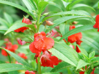 ホウセンカ ほうせんか 鳳仙花 の花言葉 花ことば はなことば 花言葉の贈り物 花言葉が届けるあなたの想い