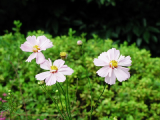 コスモス こすもす 秋桜 の花言葉 花ことば はなことば 花言葉の贈り物 花言葉が届けるあなたの想い コスモス こすもす 秋桜 の花言葉 花ことば はなことば 花言葉の贈り物 花言葉が届けるあなたの想い