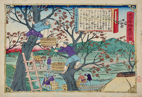 C162三代 歌川広重 大日本物産図絵　岩代国会津蝋実採ノ図