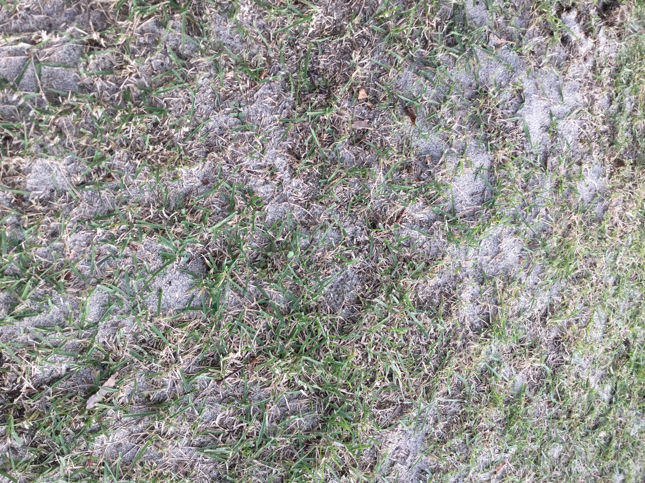 芝生の目土入れ 木漏れ日の中の小さな家から 芝生の目土入れ 木漏れ日の中の小さな家から