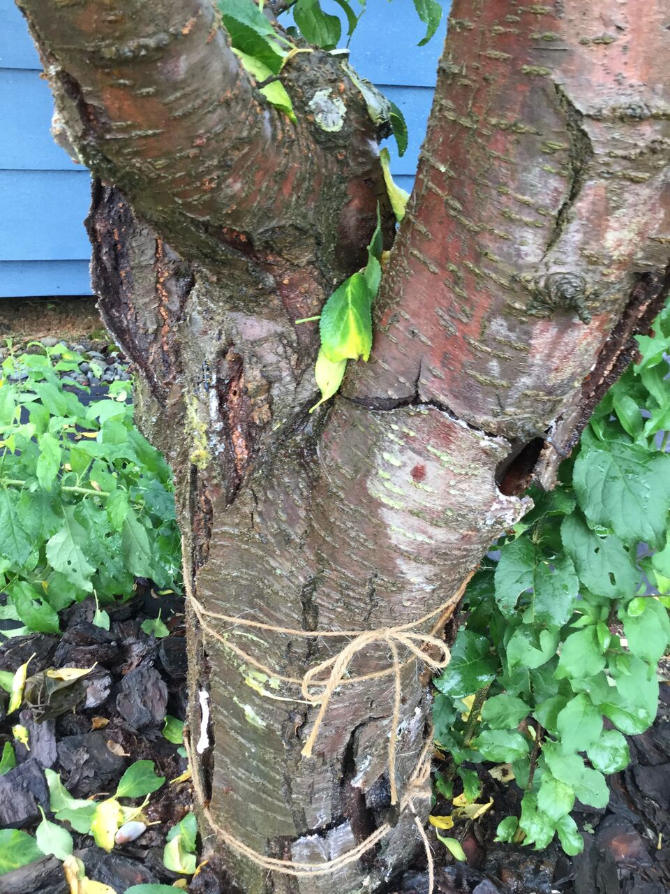 プルーンの木に異変 木漏れ日の中の小さな家から