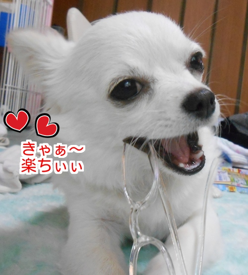 チワワが表情豊かな件について ぐーたらママと弱虫チワワの写真日記