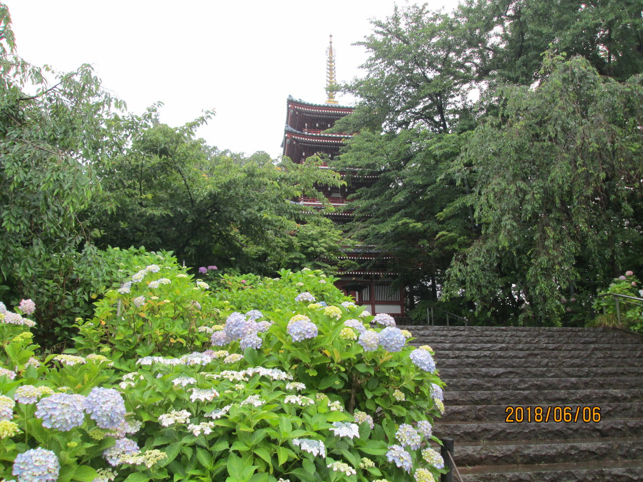 あじさいのはずが 本土寺 森下のお寿司屋さん 千代勢のblog あじさいのはずが 本土寺 森下のお寿司屋さん 千代勢のblog