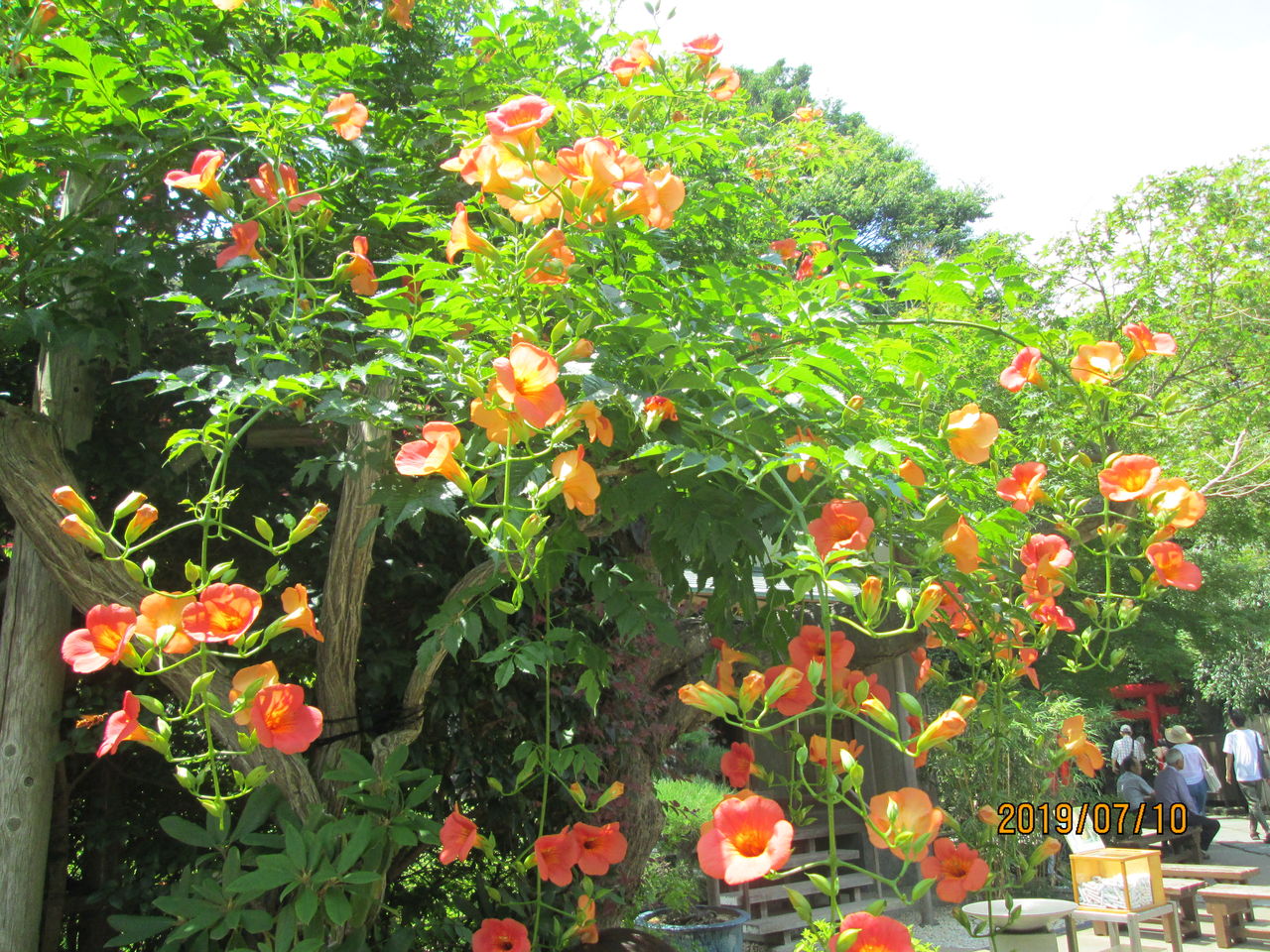 花を求めて 鎌倉長谷寺へ 森下のお寿司屋さん 千代勢のblog
