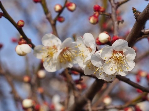 ume