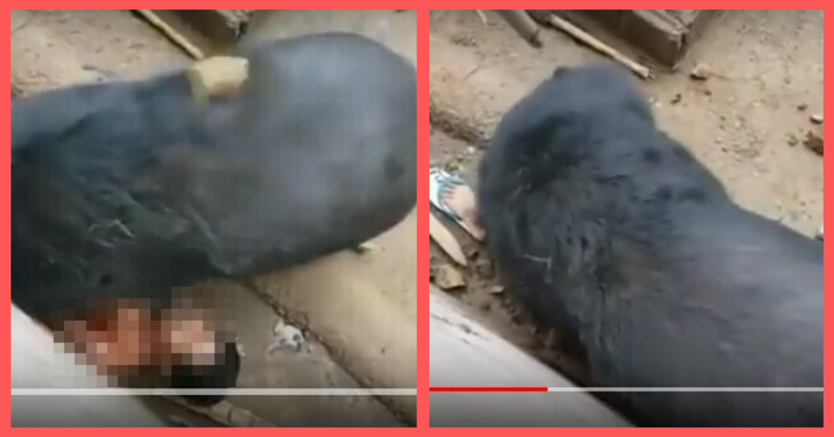 東急東横線のクマについて勘違いしていたこと ちょろげ日記