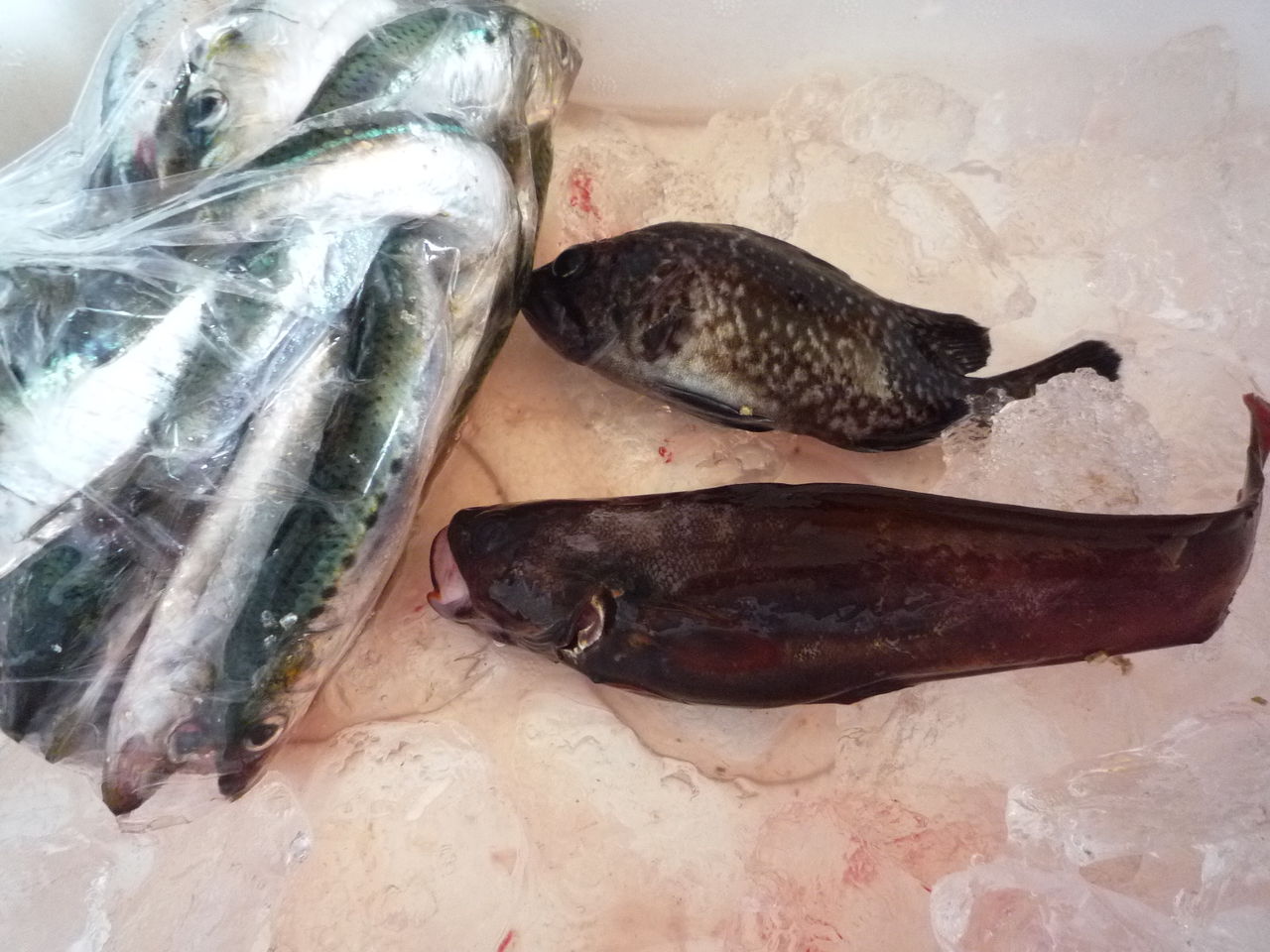 釣りに行ってきました 石巻のペンキ屋 塗装工房こんの 仕事日記