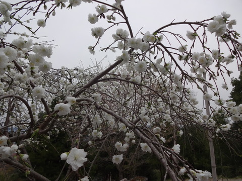 20140413 (7)