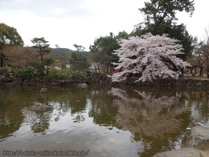 NaraSakura (7)