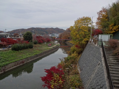 Tatsutagawa (15)