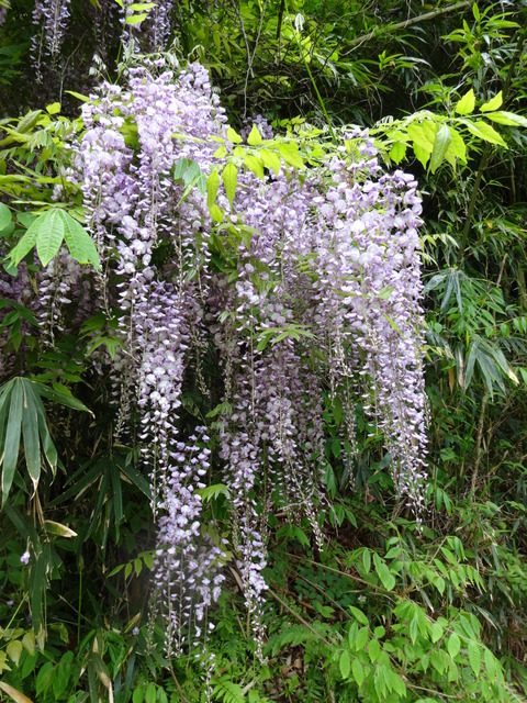YatayamaAsobinoMori (55)