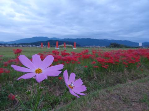 秋の花巡り！藤原宮跡のコスモスみぃつけた！　（2/2話）