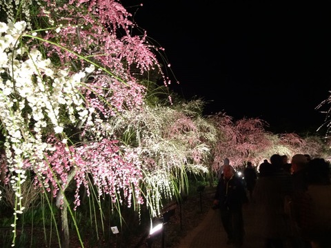 20140322 (128)
